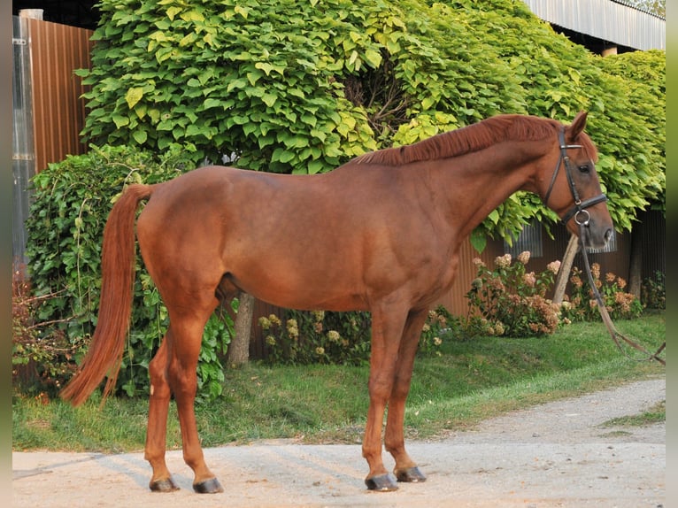 Weitere Warmblüter Wallach 7 Jahre 170 cm Dunkelfuchs in Schattendorf
