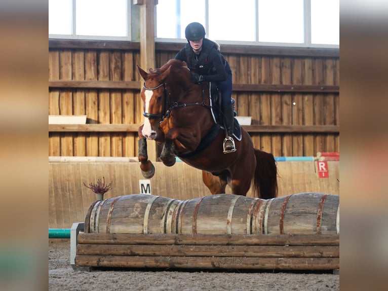 Weitere Warmblüter Wallach 7 Jahre 170 cm Fuchs in Blekendorf