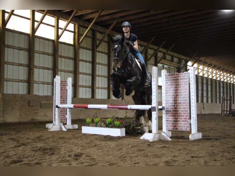 Weitere Warmblüter Wallach 7 Jahre 170 cm Rappe in Highland MI