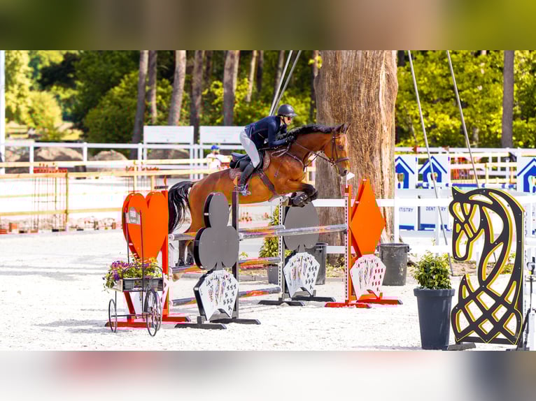 Weitere Warmblüter Wallach 7 Jahre 170 cm Rotbrauner in Stryków Weitere Warmblüter Wallach 7 Jahre 170 cm Rotbrauner in Stryków