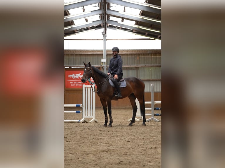 Weitere Warmblüter Wallach 7 Jahre 172 cm Brauner in Suhlendorf