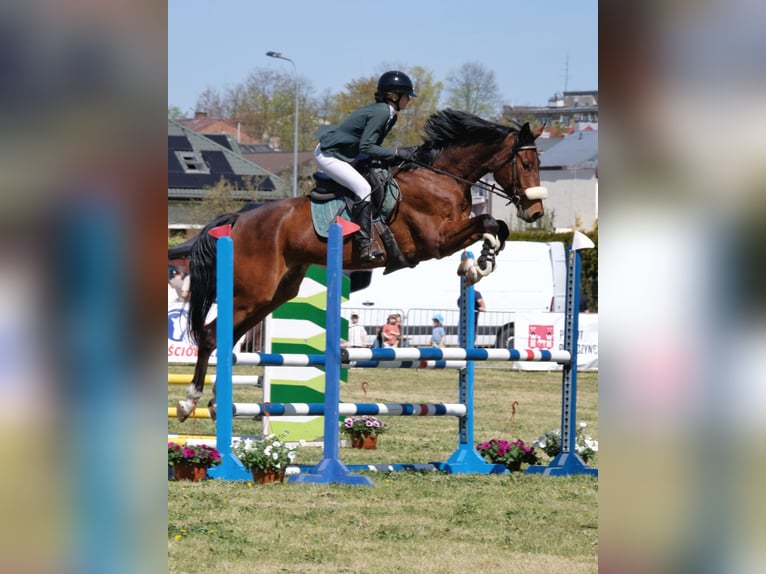 Weitere Warmblüter Wallach 7 Jahre 173 cm Rotbrauner in Wiejca