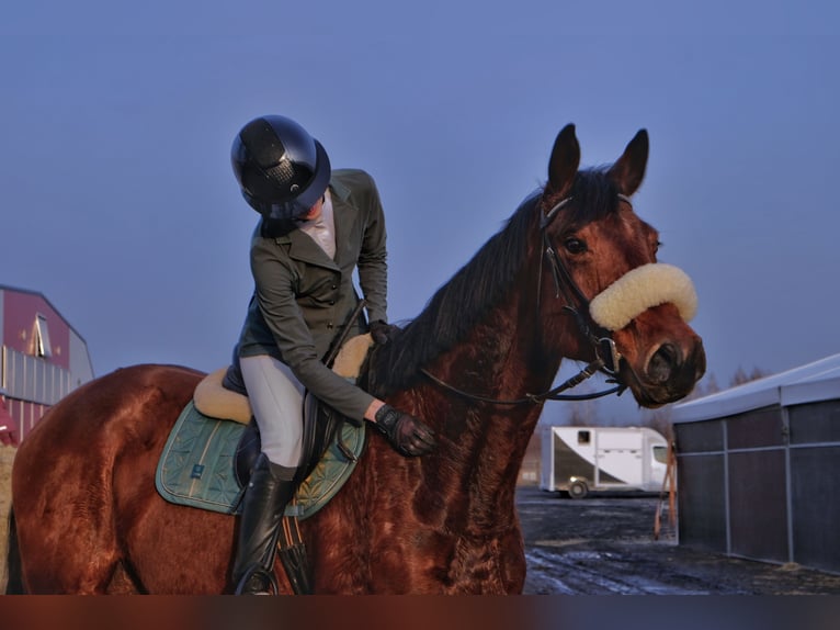 Weitere Warmblüter Wallach 7 Jahre 173 cm Rotbrauner in Wiejca