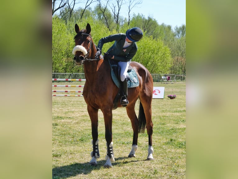 Weitere Warmblüter Wallach 7 Jahre 173 cm Rotbrauner in Wiejca