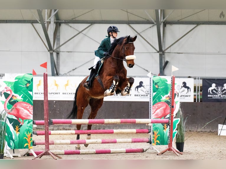 Weitere Warmblüter Wallach 7 Jahre 173 cm Rotbrauner in Wiejca