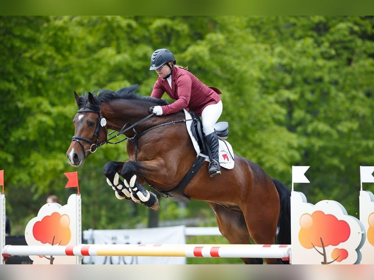 Weitere Warmblüter Wallach 7 Jahre 175 cm Rotbrauner in Verioram&#xF5;isa