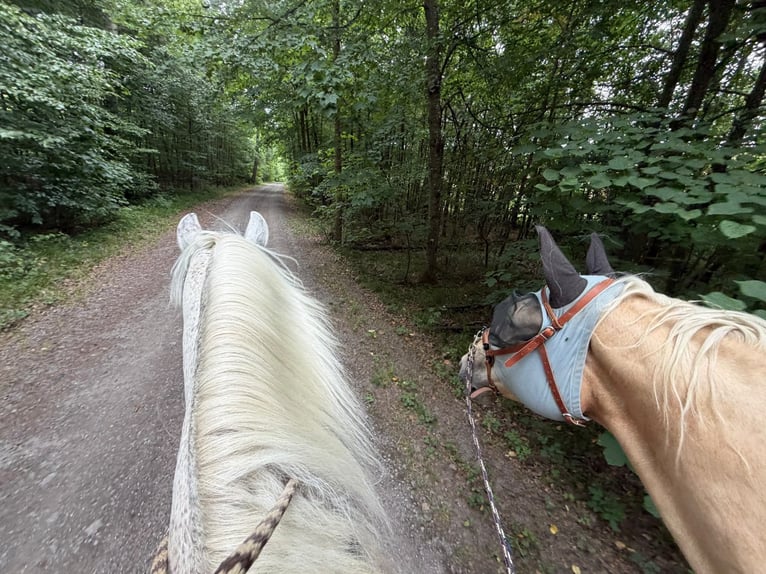 Weitere Warmblüter Wallach 7 Jahre 178 cm Palomino in Reisbach