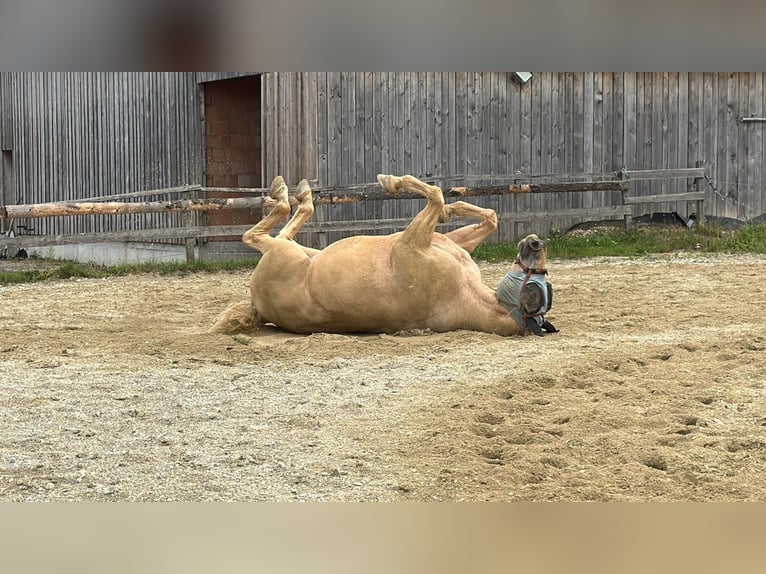 Weitere Warmblüter Wallach 7 Jahre 178 cm Palomino in Reisbach