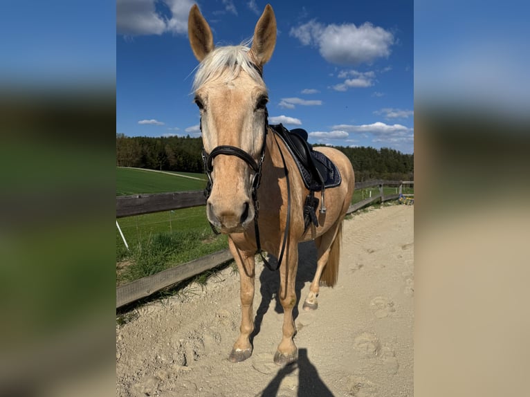 Weitere Warmblüter Wallach 7 Jahre 178 cm Palomino in Reisbach