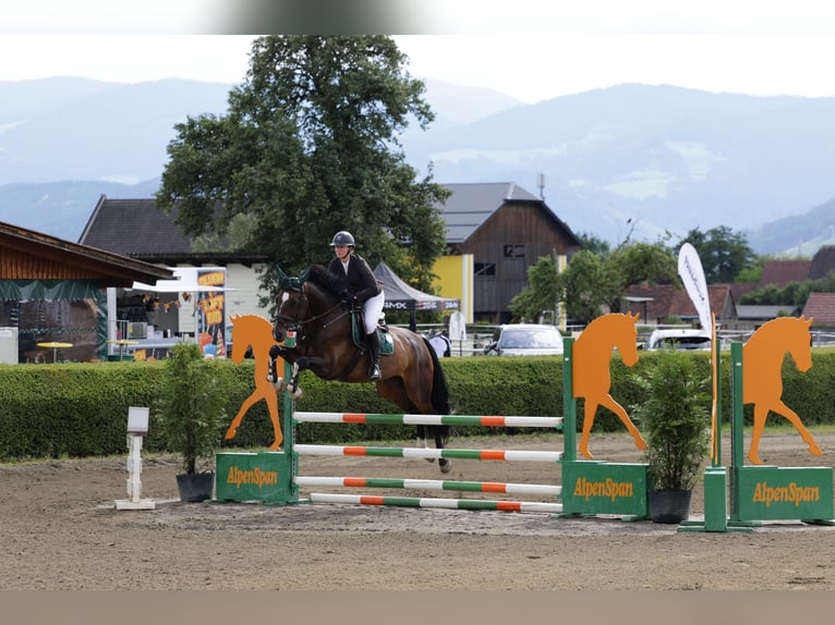 Weitere Warmblüter Wallach 7 Jahre 180 cm Brauner in Celje