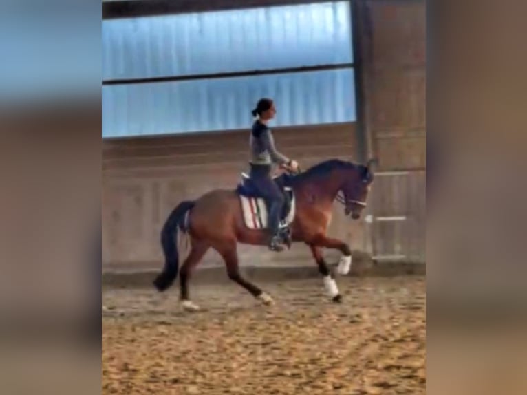 Weitere Warmblüter Mix Wallach 7 Jahre Brauner in Mettmann