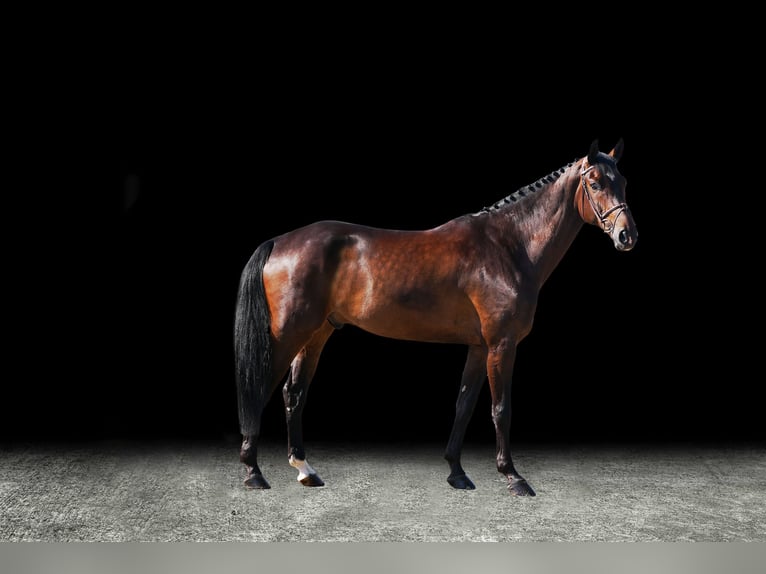 Weitere Warmblüter Wallach 7 Jahre Brauner in Z&#xFC;lpich