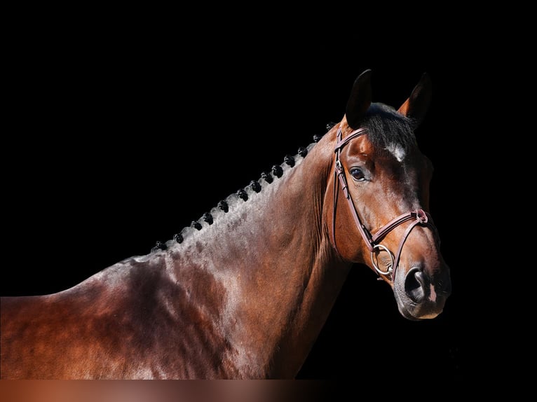 Weitere Warmblüter Wallach 7 Jahre Brauner in Z&#xFC;lpich