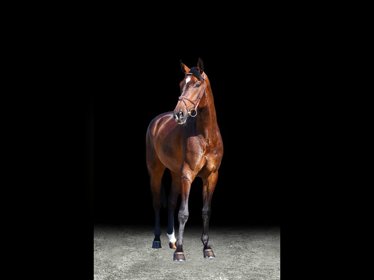 Weitere Warmblüter Wallach 7 Jahre Brauner in Z&#xFC;lpich