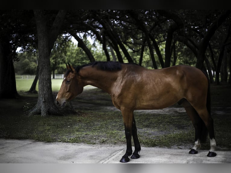 Weitere Warmblüter Wallach 7 Jahre in Oviedo