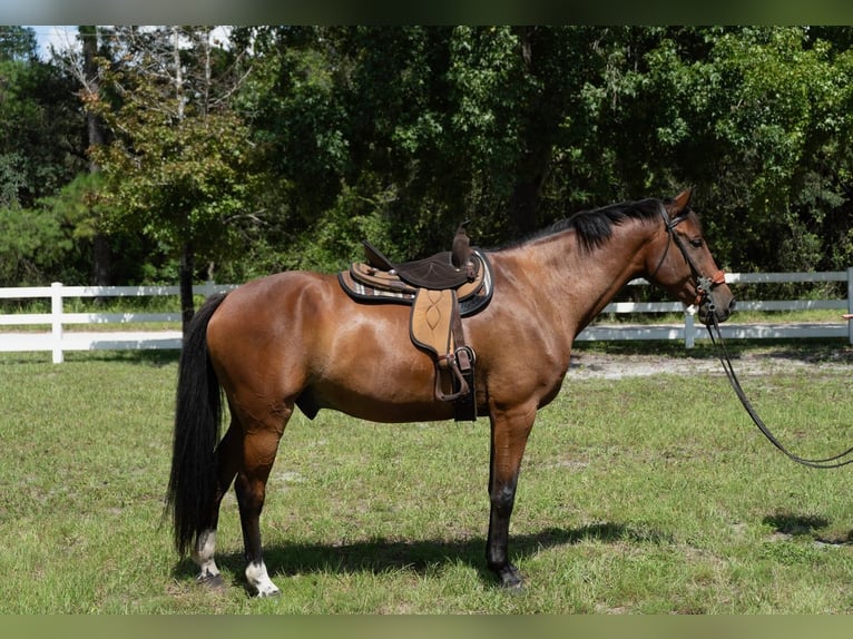 Weitere Warmblüter Wallach 7 Jahre in Oviedo