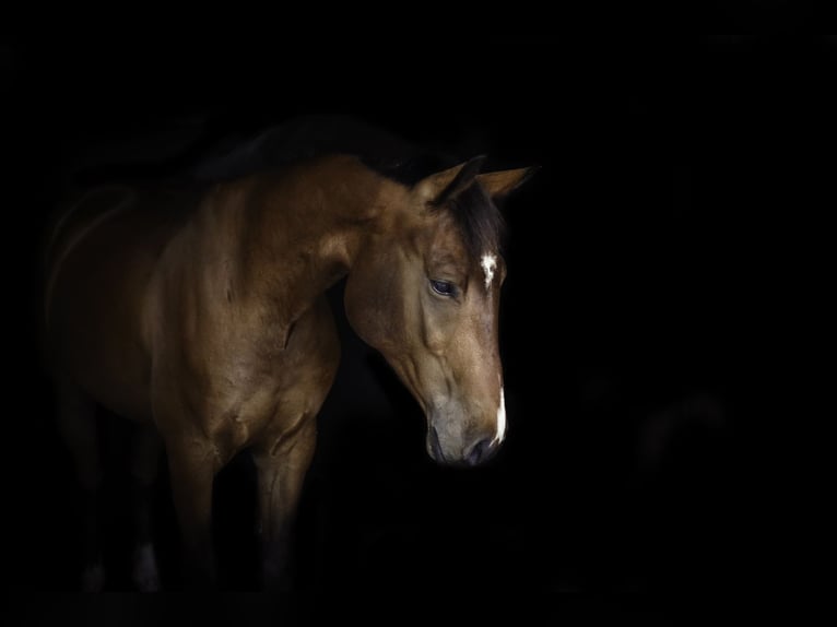 Weitere Warmblüter Wallach 7 Jahre in Oviedo