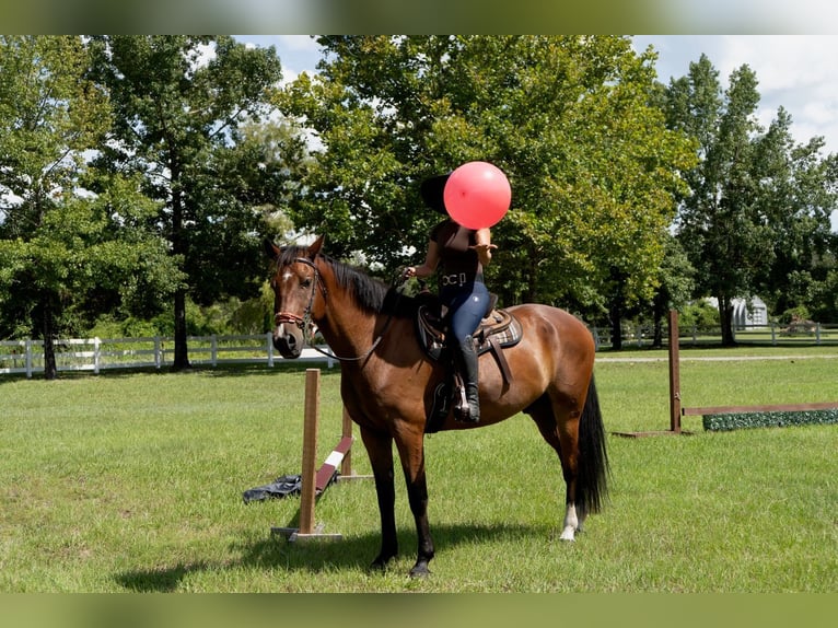 Weitere Warmblüter Wallach 7 Jahre in Oviedo