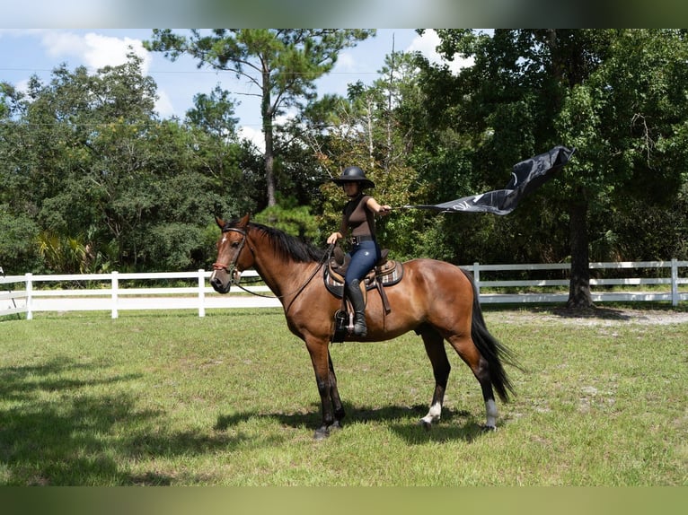 Weitere Warmblüter Wallach 7 Jahre in Oviedo