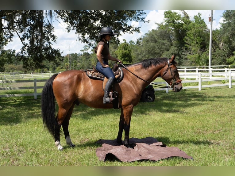 Weitere Warmblüter Wallach 7 Jahre in Oviedo