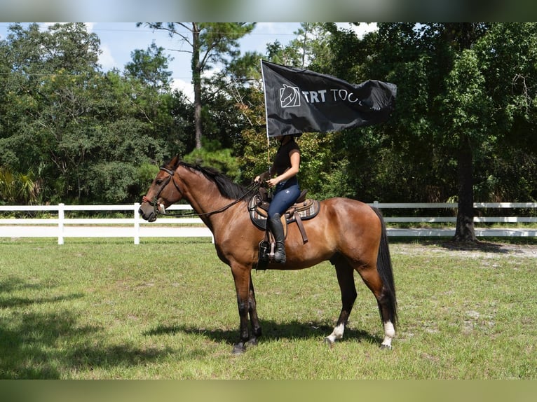 Weitere Warmblüter Wallach 7 Jahre in Oviedo