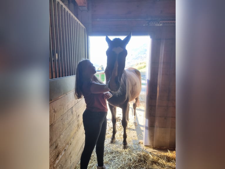 Weitere Warmblüter Wallach 7 Jahre in Walchen