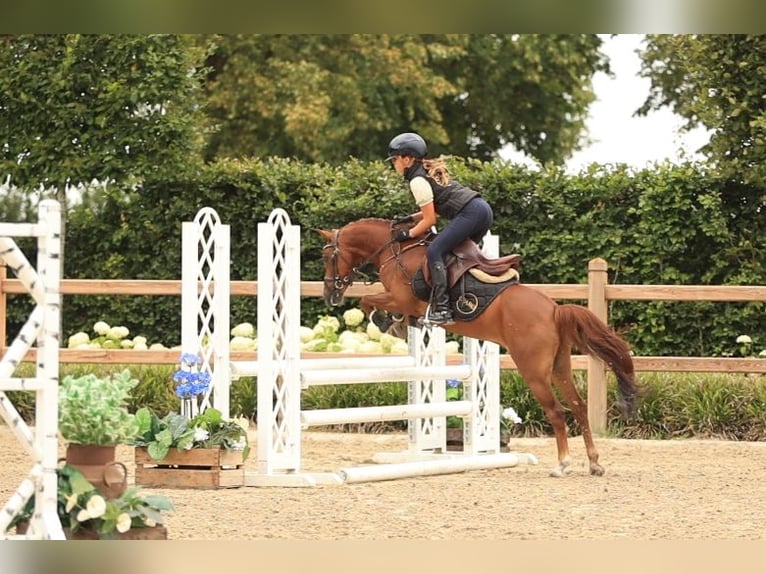 Weitere Warmblüter Wallach 8 Jahre 123 cm Fuchs in Oost West en Middelbeers