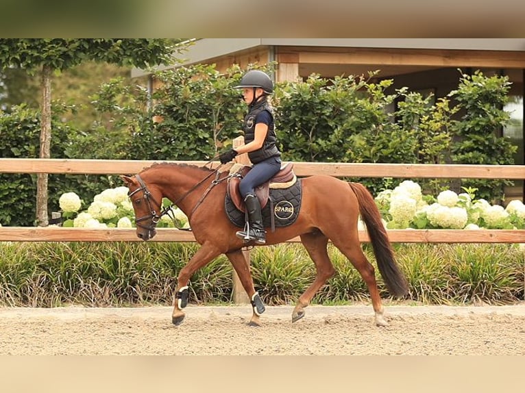 Weitere Warmblüter Wallach 8 Jahre 123 cm Fuchs in Oost West en Middelbeers