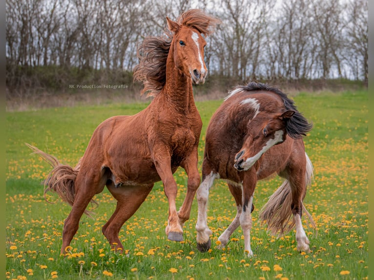 Weitere Warmblüter Mix Wallach 8 Jahre 146 cm Schecke in Oderberg