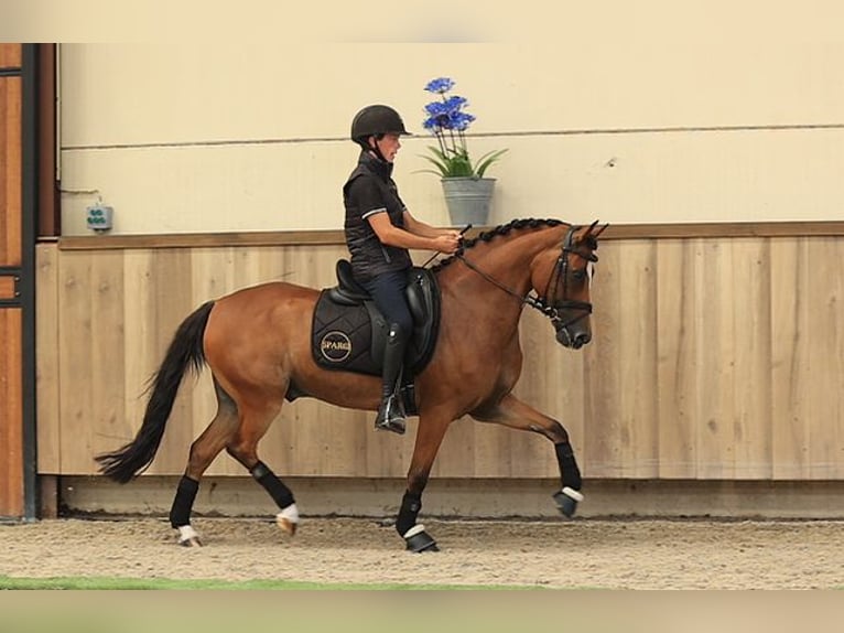 Weitere Warmblüter Wallach 8 Jahre 147 cm Brauner in Oost West en Middelbeers