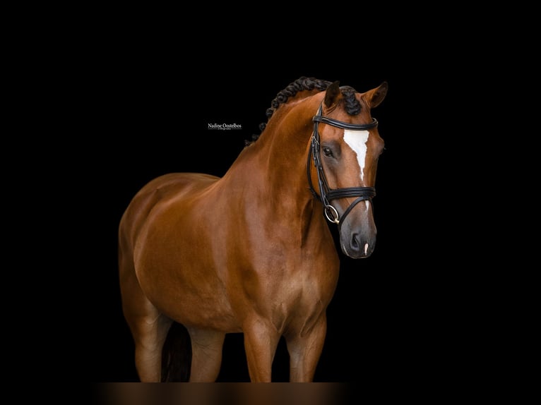 Weitere Warmblüter Wallach 8 Jahre 147 cm Brauner in Oost West en Middelbeers