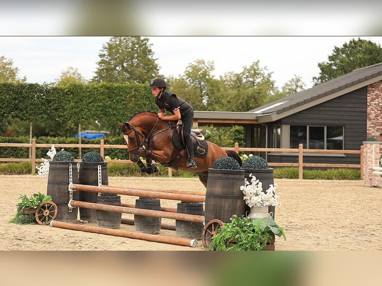 Weitere Warmblüter Wallach 8 Jahre 147 cm Brauner in Oost West en Middelbeers
