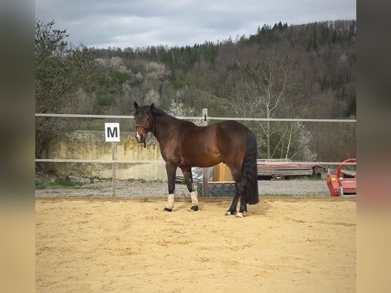 Weitere Warmblüter Mix Wallach 8 Jahre 151 cm Brauner in Hechingen