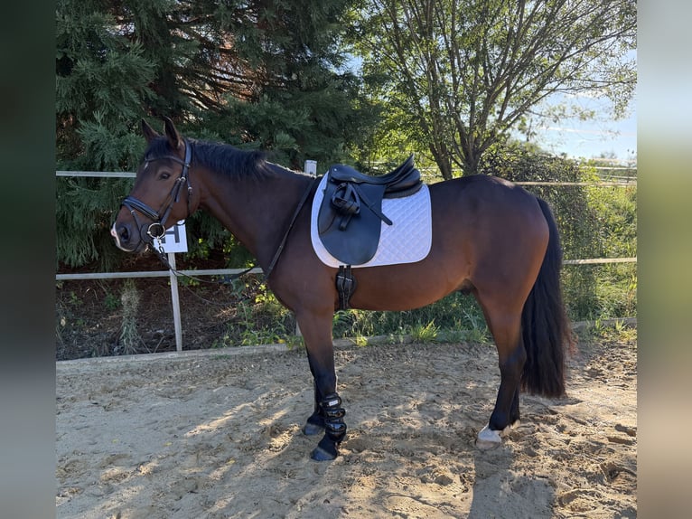 Weitere Warmblüter Mix Wallach 8 Jahre 151 cm Brauner in Hechingen