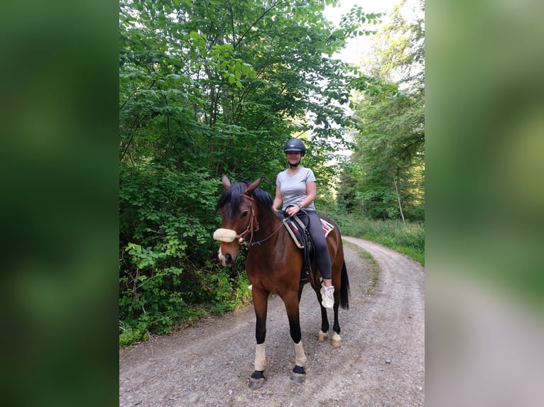 Weitere Warmblüter Mix Wallach 8 Jahre 151 cm Brauner in Hechingen