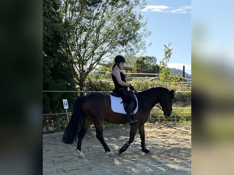 Weitere Warmblüter Mix Wallach 8 Jahre 151 cm Brauner in Hechingen