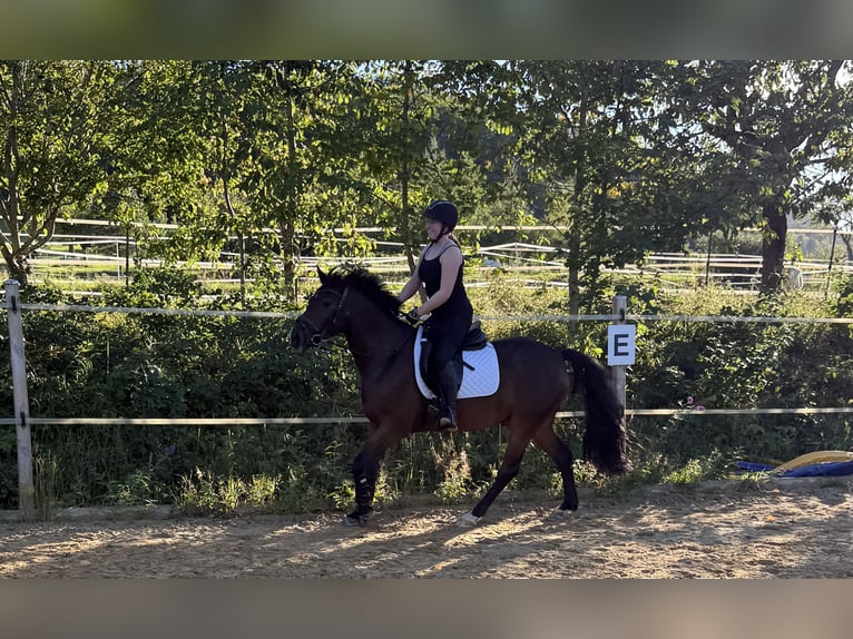 Weitere Warmblüter Mix Wallach 8 Jahre 151 cm Brauner in Hechingen