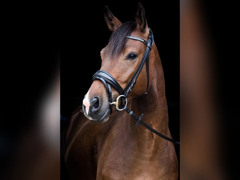Weitere Warmblüter Mix Wallach 8 Jahre 151 cm Brauner in Hechingen