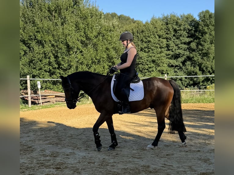 Weitere Warmblüter Mix Wallach 8 Jahre 151 cm Brauner in Hechingen