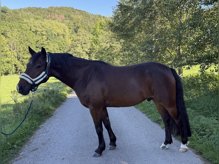 Weitere Warmblüter Mix Wallach 8 Jahre 151 cm Brauner in Hechingen