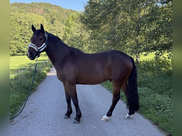 Weitere Warmblüter Mix Wallach 8 Jahre 151 cm Brauner in Hechingen