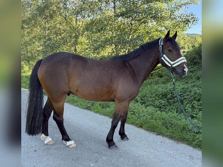 Weitere Warmblüter Mix Wallach 8 Jahre 151 cm Brauner in Hechingen