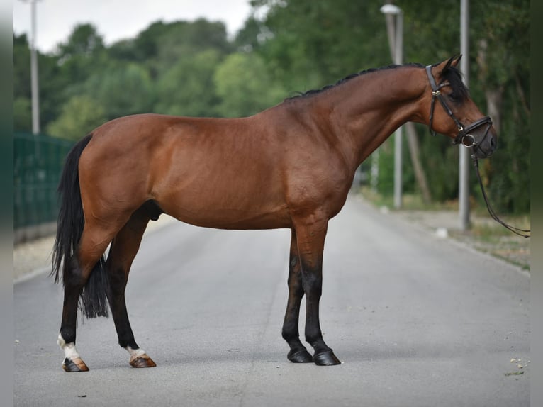 Weitere Warmblüter Wallach 8 Jahre 155 cm Brauner in Neumarkt an der Raab