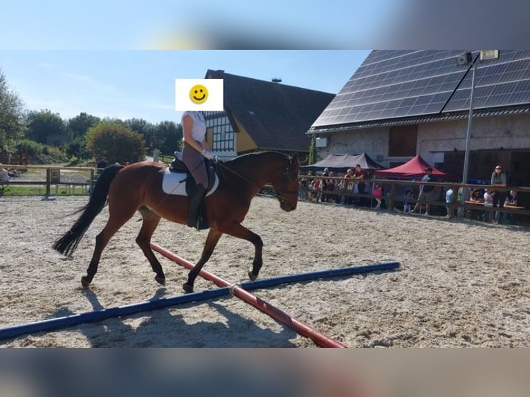Weitere Warmblüter Mix Wallach 8 Jahre 155 cm in Bielefeld