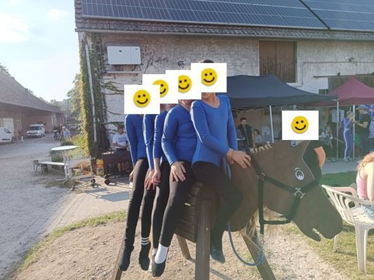 Weitere Warmblüter Mix Wallach 8 Jahre 155 cm in Bielefeld