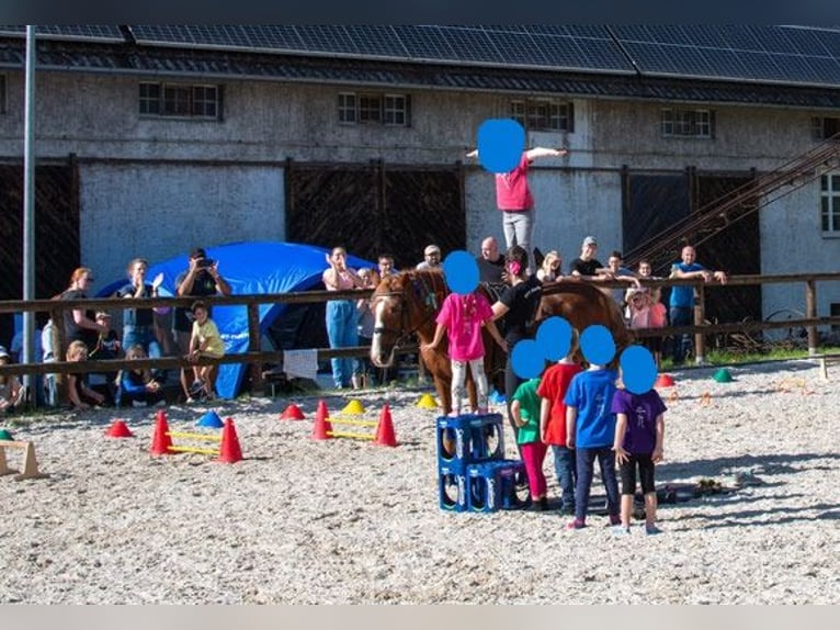 Weitere Warmblüter Mix Wallach 8 Jahre 155 cm in Bielefeld