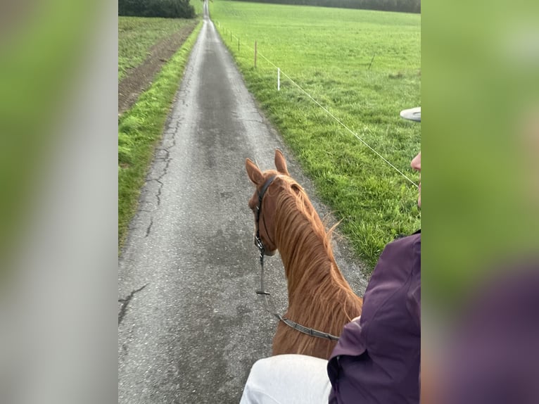 Weitere Warmblüter Mix Wallach 8 Jahre 155 cm Fuchs in Murten