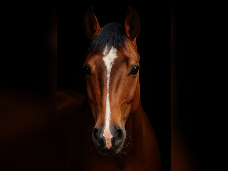 Weitere Warmblüter Wallach 8 Jahre 157 cm Brauner in Dohren