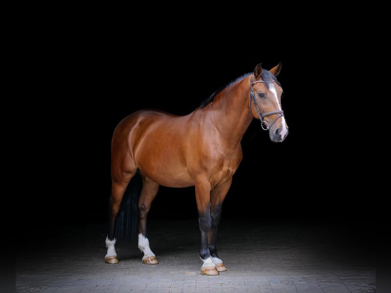 Weitere Warmblüter Wallach 8 Jahre 157 cm Brauner in Dohren
