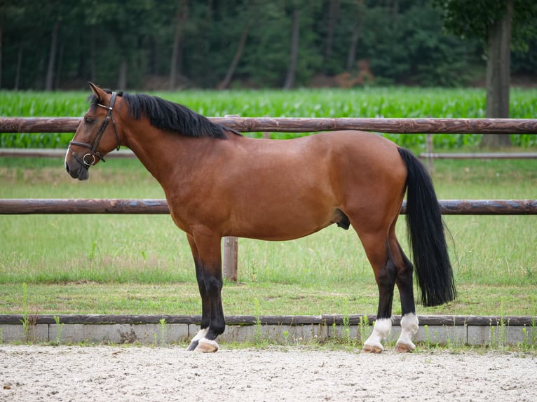Weitere Warmblüter Wallach 8 Jahre 157 cm Brauner in Dohren